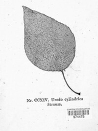 Uredo cylindrica image